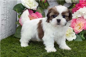 Ivory - Shih Tzu for sale