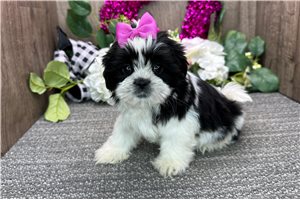 Mirabel - puppy for sale