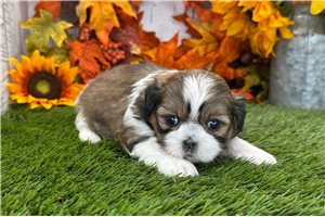 Vanessa - puppy for sale