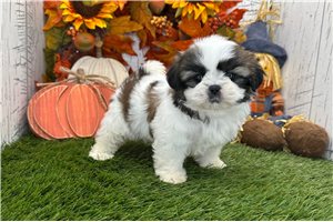 Delilah - Shih Tzu for sale