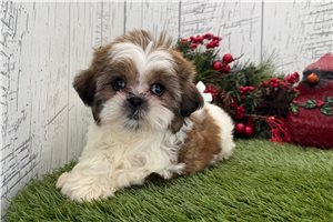 Chloe - puppy for sale