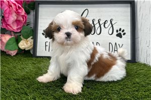 Ezra - Shih Tzu for sale