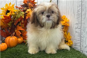 Rissa - puppy for sale