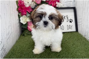 Isabella - Shih Tzu for sale