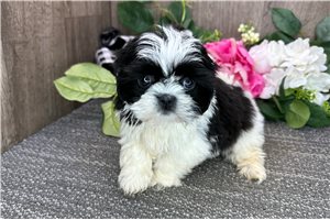 Cookie - Shih Tzu for sale