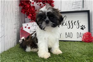 Gemma - Shih Tzu for sale