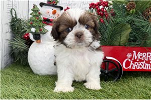 Georgia - Shih Tzu for sale