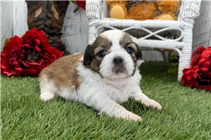 Todd - puppy for sale
