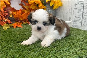 Roman - Shih Tzu for sale