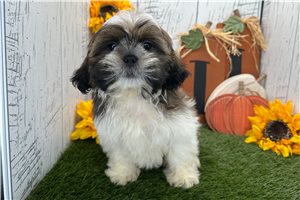 Matthew - Shih Tzu for sale
