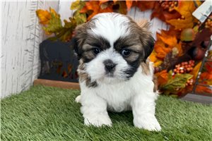 Elliott - puppy for sale