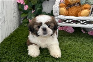 Macy - Shih Tzu for sale