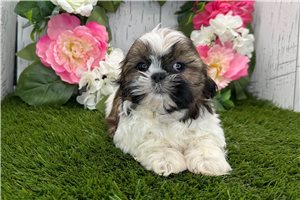 Gage - Shih Tzu for sale
