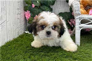Tasha - Shih Tzu for sale