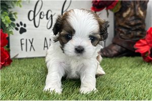 Lyric - puppy for sale