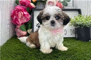 Zack - Shih Tzu for sale