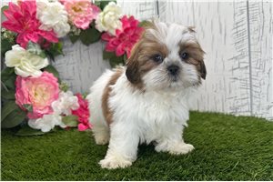 Isaac - Shih Tzu for sale