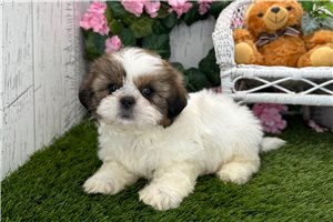 Maria - Shih Tzu for sale