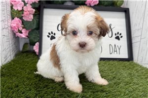 Francesca - puppy for sale