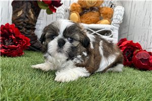 Oscar - Shih Tzu for sale