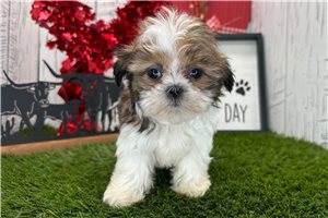 Willow - puppy for sale
