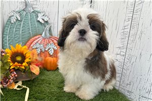 Brent - Shih Tzu for sale