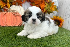 Waylon - Shih Tzu for sale