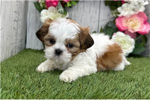Luciana - Shih Tzu for sale