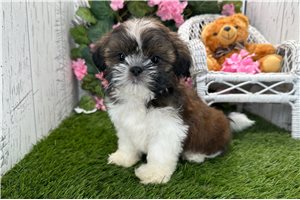 Bronson - Shih Tzu for sale