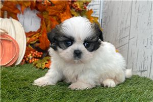 Tyler - Shih Tzu for sale