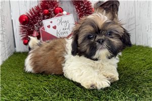 Fatima - Shih Tzu for sale