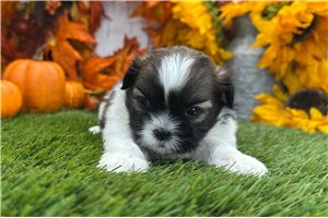 Wilma - Shih Tzu for sale