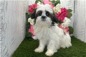 Samara - puppy for sale