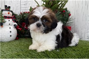 Frodo - Shih Tzu for sale