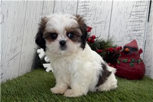 Claire - puppy for sale