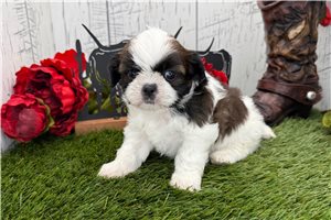 Jaybird - Shih Tzu for sale