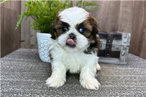 Cliff - puppy for sale