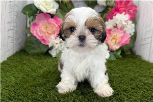 Gemma - Shih Tzu for sale