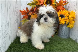 Brent - Shih Tzu for sale