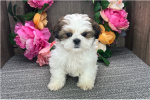 Robert - puppy for sale