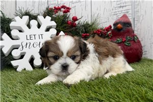 Hermes - puppy for sale