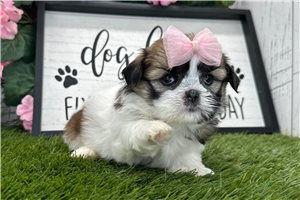 Ella - Shih Tzu for sale