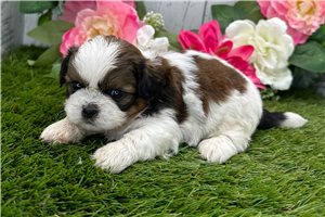 Brent - Shih Tzu for sale