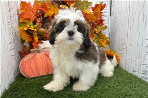 Brent - Shih Tzu for sale