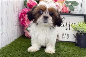 Hitch - Shih Tzu for sale