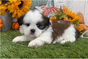 Marcus - puppy for sale