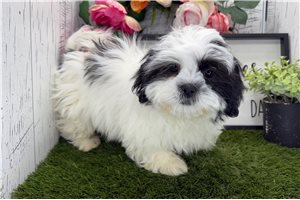 Fern - Shih Tzu for sale