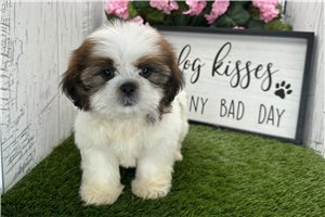 Creek - puppy for sale