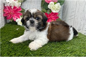 Matthew - puppy for sale