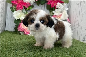 Nashville - Shih Tzu for sale